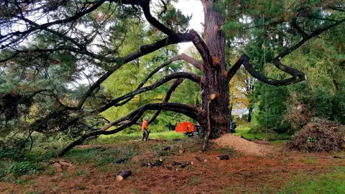 Taille de pin de Monterey par ARBOCARIA - élagage technique