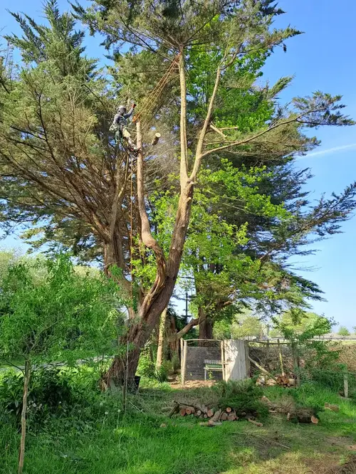 Abattage par démontage