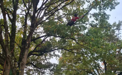 Intervention d'élagage complexe sur grand sujet - Expertise arboricole Arbocaria