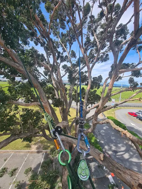 Taille architecturée sur grand sujet